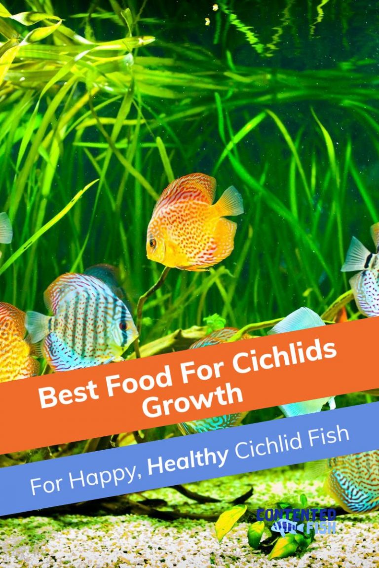 Best Food For Cichlids Growth Top Healthy Diet Cichlid Foods